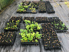 Ornamental tree collection for sale  MALPAS