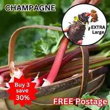 Rhubarb champagne early for sale  BEDFORD