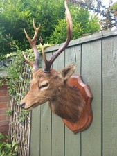 Taxidermy siki deer for sale  BILLINGHAM