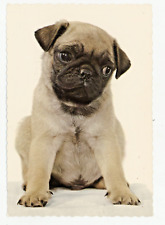 Postcard dog pug for sale  Tonawanda