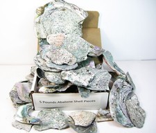 Abalone pieces pound for sale  Clayton