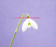 Galanthus spindlestone surpris for sale  COLYTON