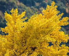 Ginkgo biloba albero usato  Napoli