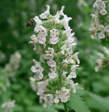 Samen katzenminze garten gebraucht kaufen  Deutschland