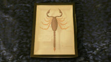 Insectes arthropodes planches d'occasion  Saujon