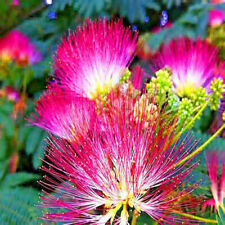 Mimosa tree seeds for sale  Lincolnton
