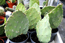 Puntia ficus indica gebraucht kaufen  Herzebrock-Clarholz