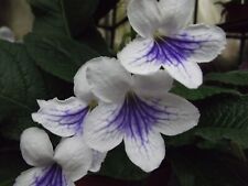 Streptocarpus gwen for sale  MAIDENHEAD
