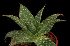 Aloe piante grasse usato  Giugliano in Campania
