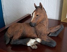 Bay horse foal for sale  BRISTOL
