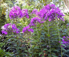 Tall phlox live for sale  Gordonsville