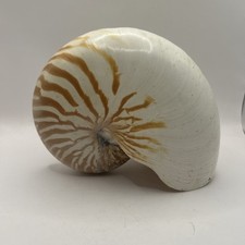 Chamber tiger nautilus for sale  Land O Lakes
