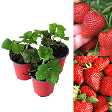 Strawberry sweetheart fruit for sale  GLASGOW