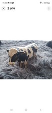 Schleich safari wild for sale  CRAWLEY