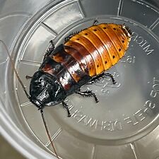 Adult male live for sale  Blandon