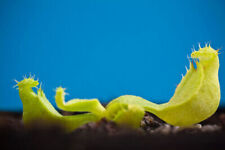 Nepenthes mini maxima usato Nepenthes mini maxima usato  Italia