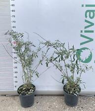 Pianta buddleja vaso usato  Altamura