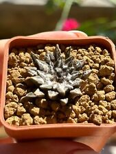 Ariocarpus kotschoubeyanus own usato  Valdastico