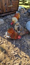 Booted bantam hatching for sale  SKIPTON