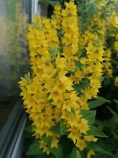 Yellow loosestrife lysimachia for sale  MAIDSTONE