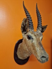 Dorcas gazelle old for sale  PENZANCE