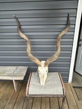 Kudu african antelope for sale  Bedford