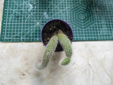 Hildewintera colademononis mon for sale Hildewintera colademononis mon for sale  LONDON