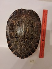 River cooter turtle for sale  Ozark