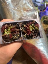 Venus flytrap fused for sale  Concord
