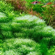 Moss aquariumpflanzen moos gebraucht kaufen  Ruhpolding