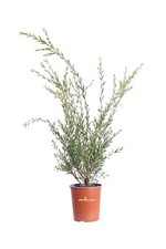 Pianta callistemon linearis usato  Santeramo in Colle