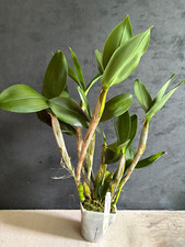 Large blooming size for sale  Aiken