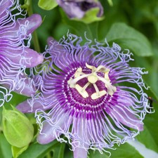 Passiflora incarnata cooltropi gebraucht kaufen  Dortmund