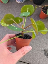 Kleine pilea peperomioides gebraucht kaufen  Düsseldorf