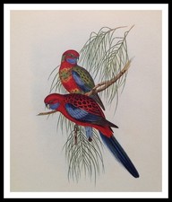 budgie parakeet for sale budgie parakeet for sale CANNOCK