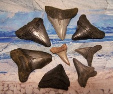 mako shark tooth for sale  Hinesville