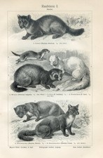 1895 sable polecat d'occasion  Expédié en Belgium