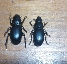 carabidae usato carabidae usato Roma