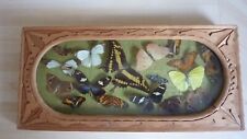 Cadre vitrine papillons d'occasion  Capendu