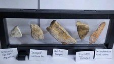 Rare fossil collection. for sale  SOLIHULL