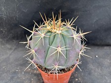 Ferocactus potsii vivaio usato  Massafra