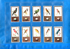 British birds thier for sale  UK
