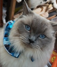 Bird protector cat for sale  CANNOCK