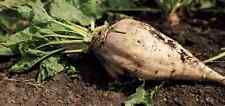Sugar beet seeds for sale Sugar beet seeds for sale  NEWCASTLE UPON TYNE