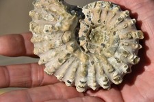 Grande ammonite douvilleiceras d'occasion  Pont-à-Mousson