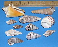 Sea shells hermit for sale  Mogadore
