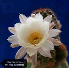 Chamaecereus cv. alba usato  Tramonti