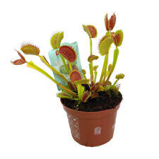 Venus fly trap for sale  IPSWICH