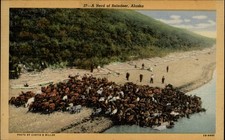 Herd reindeer alaska for sale  Clearwater