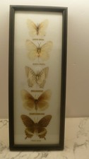 Papillons cadre entomologie d'occasion Papillons cadre entomologie d'occasion  Tourlaville